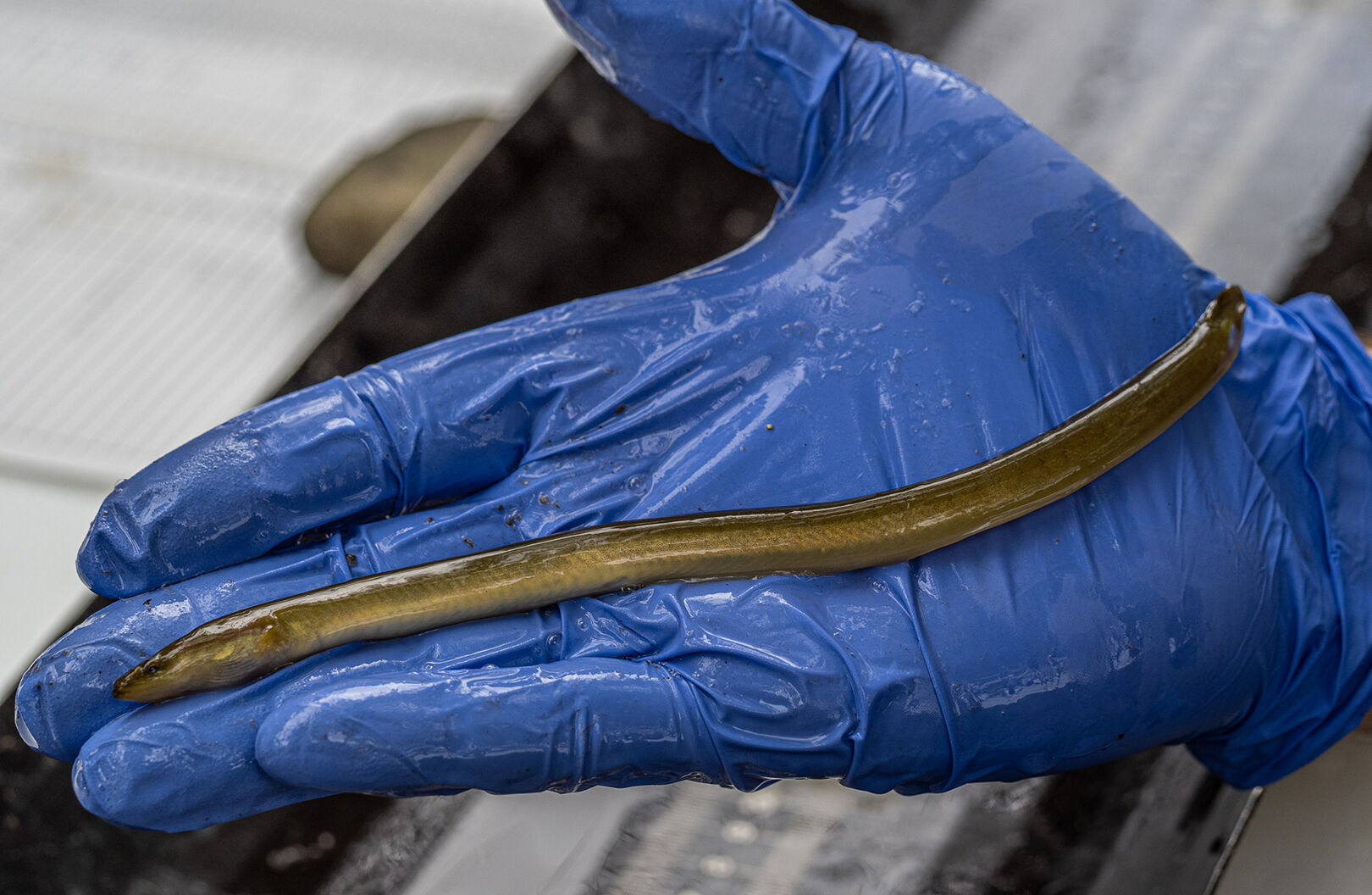 Juvenile eel